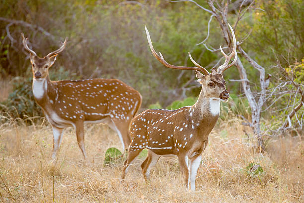 Nainital - Jim Corbett - Mussoorie